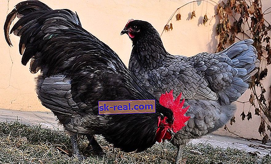 Popularne duże rasy kurczaków