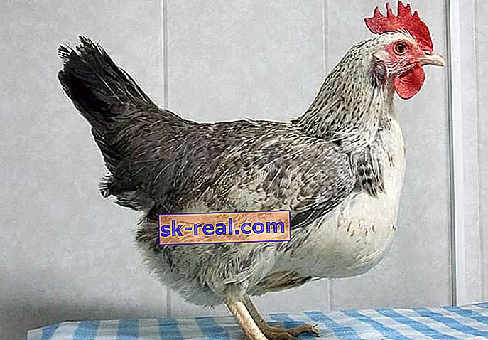 Выращивание цыплят породы борковская барвистая
