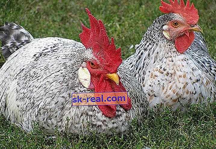 Описание и отглеждане на пилета от породата Borkovskaya barvystaya