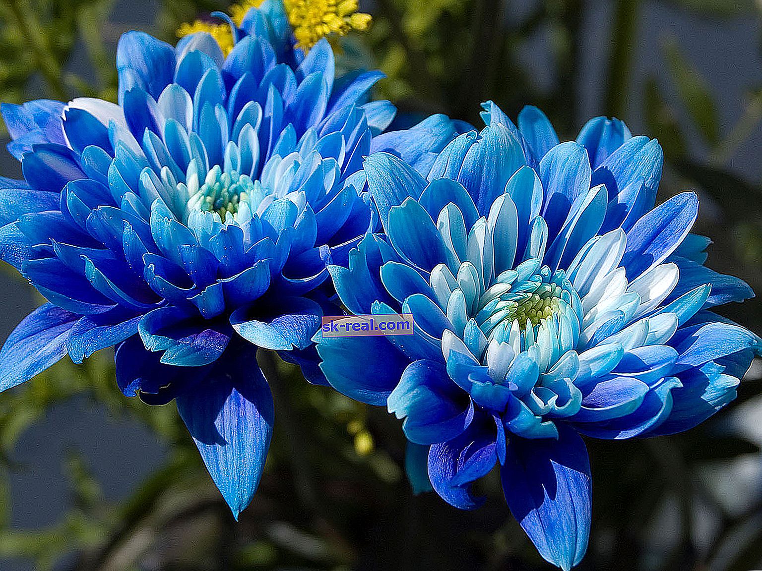 Сини хризантеми: характеристики и препоръки за отглеждане