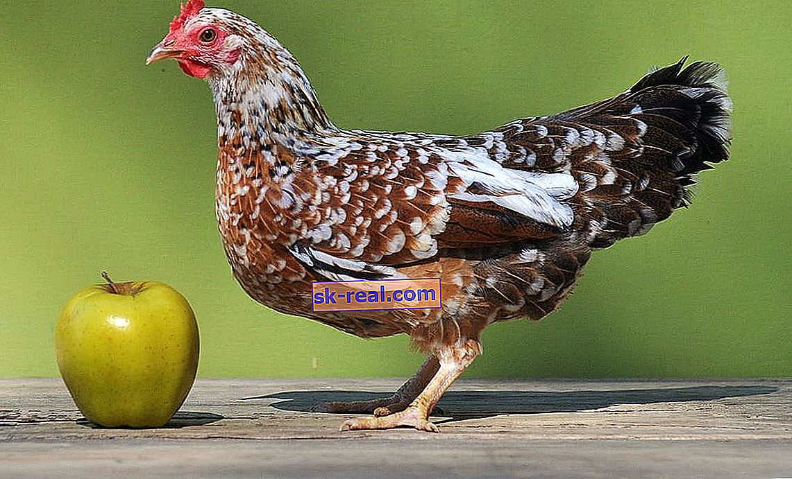 Bentamka: Merkmale der Hühnerrasse, Arten und Anbau