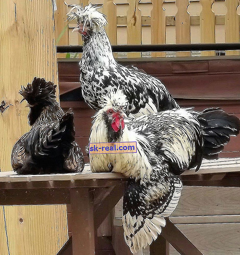 Kroasti piščanci: značilnosti, vrste in oskrba