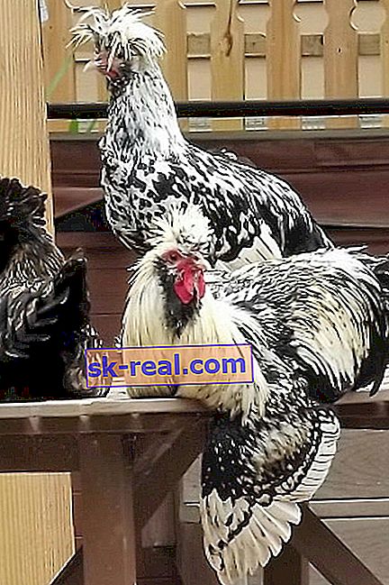 Kreste piščance: značilnosti, vrste in oskrba 