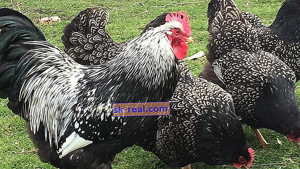 Порода пилета Barnevelder: история, предимства и недостатъци, грижи и размножаване